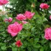 Trandafir teahibrid Caprice de Meilland C4H